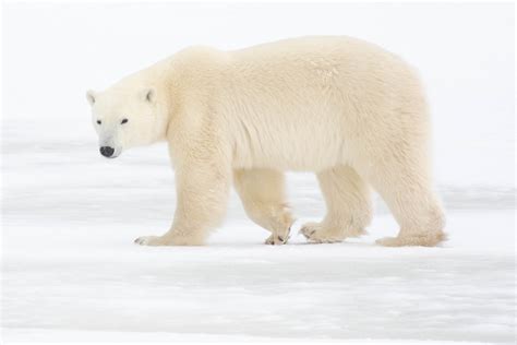 Polar Bear 4K, Bear, Cub, predator (Animal), Snow, Baby Animal, Wildlife, HD Wallpaper | Rare ...