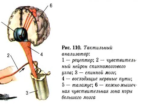Кожно – кинестетический анализатор. Сенсорные кожно-кинестетические ...
