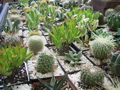 Cactus Plants Free Stock Photo - Public Domain Pictures