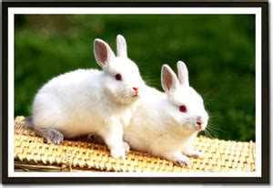 Cute Rabbits Paper Print - Animals posters in India - Buy art, film ...