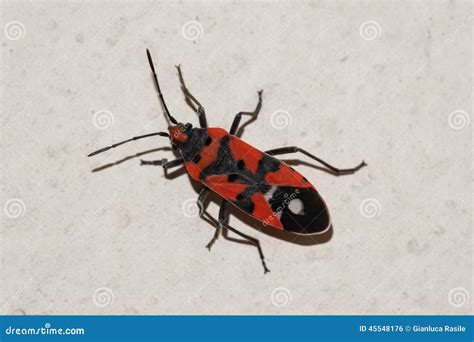 Red and Black Bug on the Wall Stock Photo - Image of italian, bugs ...