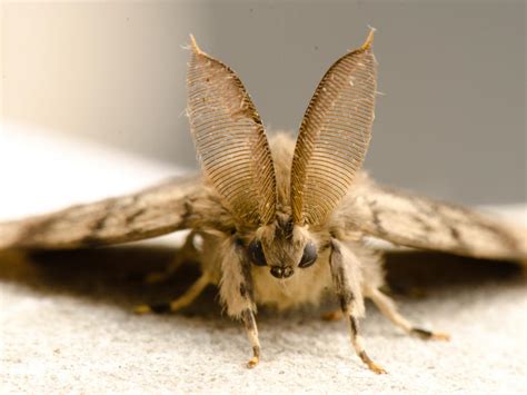 Image result for Gypsy Moth