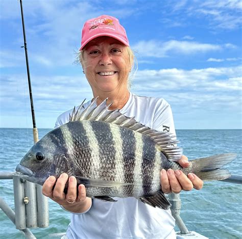 Sheepshead Bite is Hot - Ocean City MD Fishing