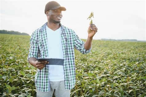 Premium Photo | An african agronomist in a soybean field examines the crop
