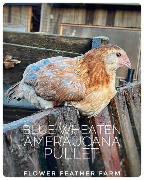 Best Flock on the Block: Wheaten/Blue Wheaten/Splash Ameraucanas ...
