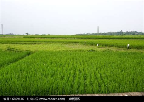 农业稻田高清图片下载_红动中国