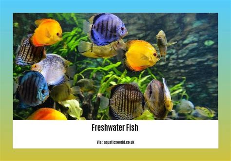 Image result for Fish Facts