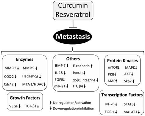 Unraveling the Anticancer Effect of Curcumin and Resveratrol