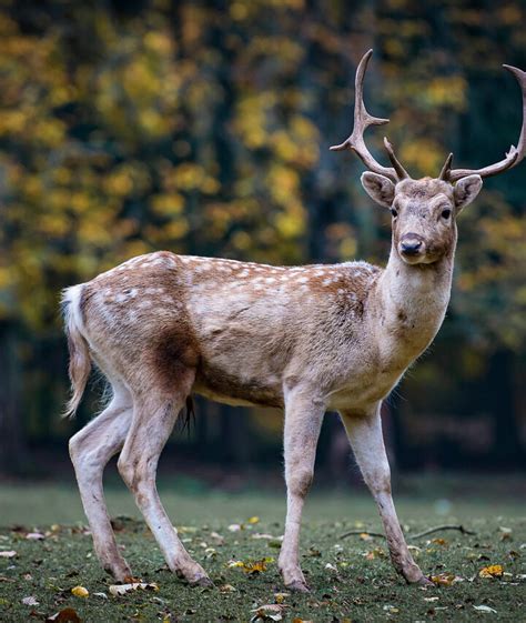 Image result for How to String Old Compound Bow