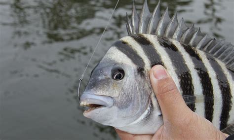 Sheepshead Fish Species Profile: Sheepshead The Fisherman