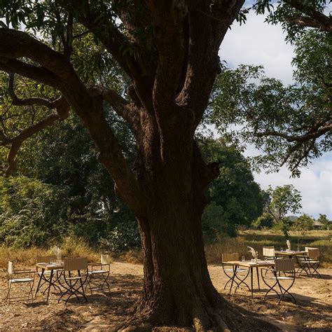 Dining | Trees N Tigers, Tadoba