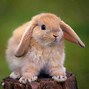 Image result for Dutch Lop Eared Rabbit