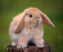 Image result for Holland Lop Eared Bunny