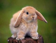 Image result for White Holland Lop
