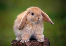 Image result for Fawn Holland Lop