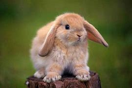 Image result for Chocolate Holland Lop