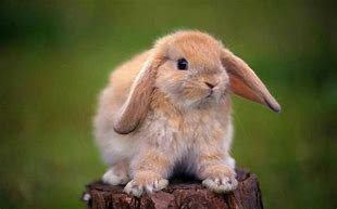 Image result for Blue Holland Lop Rabbit