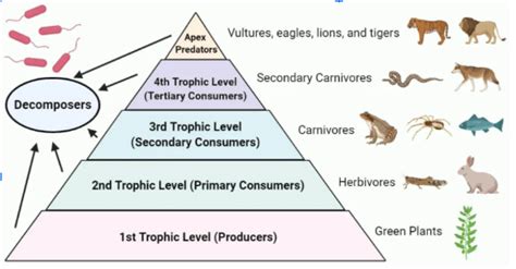 Energy Flow in Ecosystem, Food Chain and Food Web, Types, Diagram