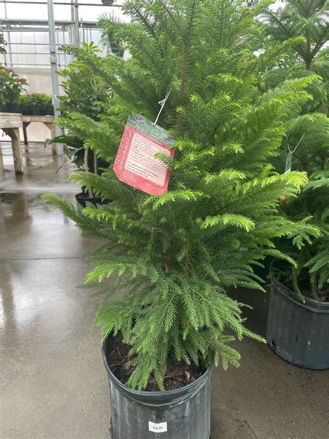Norfolk pines 8" Pot – wallacegardencenter