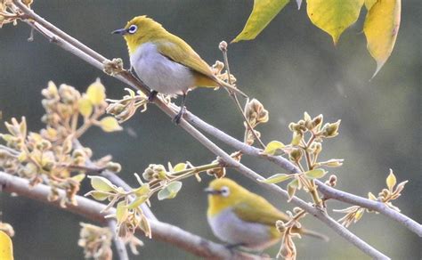 Eye On You—The Indian White-Eye