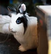Image result for White Bunny with Blue Eyes