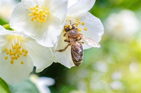 Premium Photo | A bee on a white flower