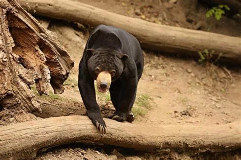 Sloth bear: The shaggy guardian of India's forests