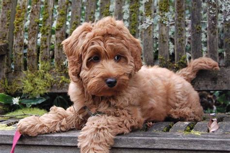 Image result for Cockapoo Problems