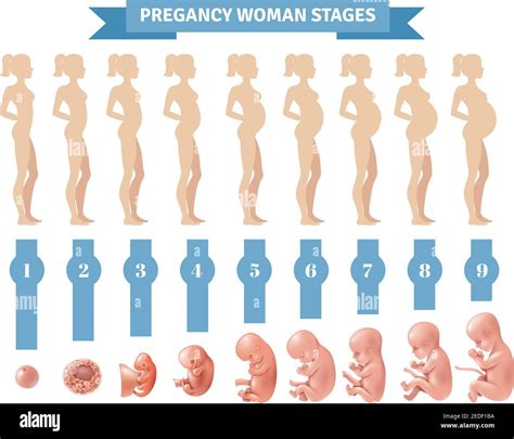Length Of Human Pregnancy