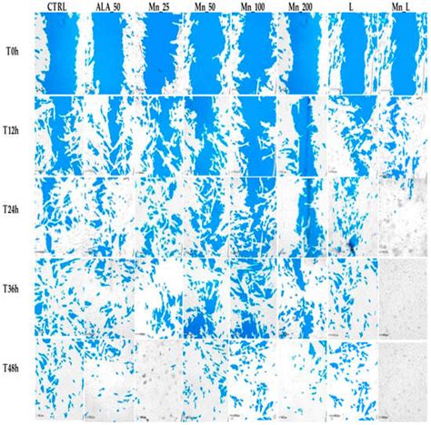An In Vitro Study of the Healing Potential of Black Mulberry (Morus ...
