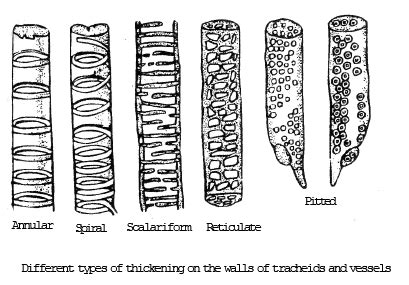 Complex Permanent Tissue - Biology for ACT PDF Download