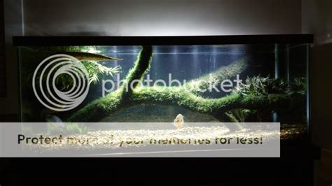 Image result for Native Fish Tank