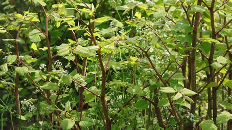 Japanese knotweed identification: Do you know how to spot this plant in a garden? | Homebuilding