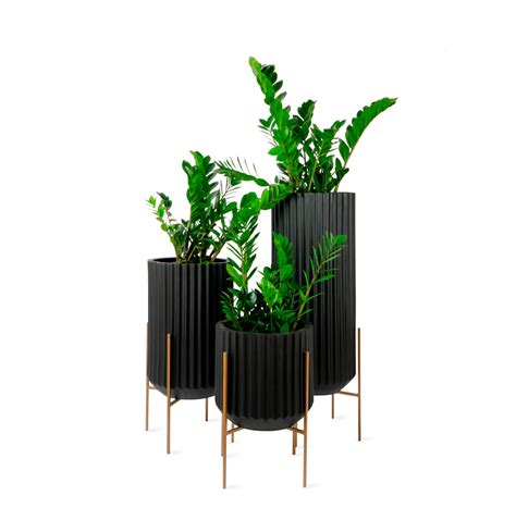 Buy Fluto Black with Stands Online in India | Palasa