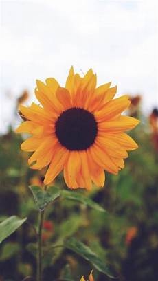 Lock Screen Iphone 7 Sunflower Wallpaper by Lockscreens Sunflower Requested Lockscreens Like Or Lock Screen Iphone 7 Sunflower Wallpaper