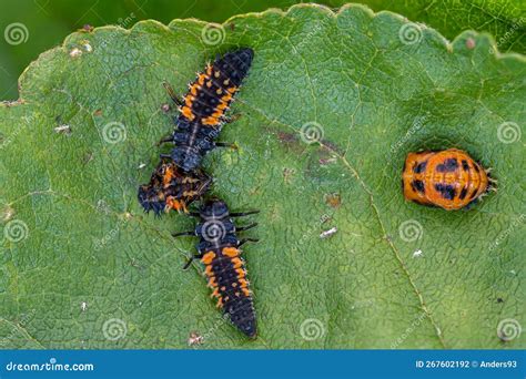 Larva Of A Harlequin Ladybird Beetle, Harmonia Axyridis, Eating A Larva ...