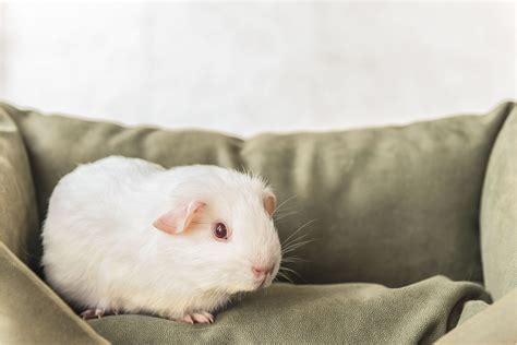 White Guinea Pigs (Breeding Facts, Traits, Life Span & FAQs)