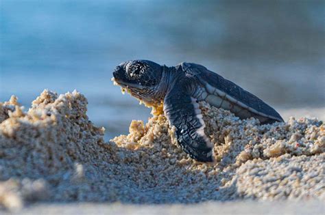 Metal pollution may be skewing the sex ratio of sea turtles - ScienceX ...