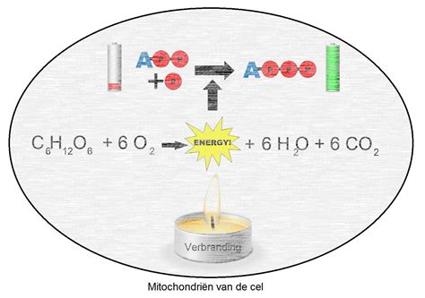 Ecuación De Atp A Adp