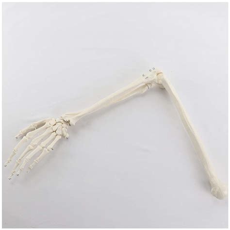 Buy Human Upper Extremity Skeleton Model 1:1 Life-Size Upper Extremity ...
