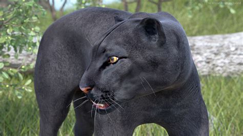 3D Black Panther Walking Pose | 3D Molier International