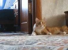nettoyer pipi de chat comment nettoyer le pipi de chat les poils de chats etc nettoyer pipi de chat comment nettoyer le pipi de chat les poils de chats etc