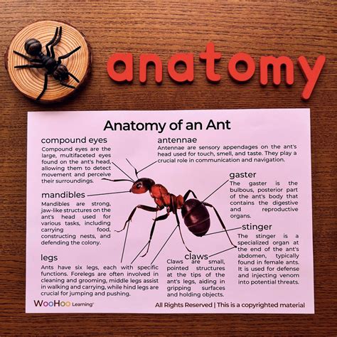 Ants Anatomy Parts of an Ant Anatomy Unit Study Ants Anatomy Nature ...