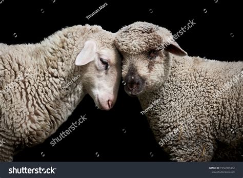 227 Sheep Butting Images, Stock Photos & Vectors | Shutterstock
