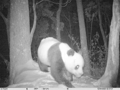 国宝大熊猫野外种群数量达到1800多只-中国科普网