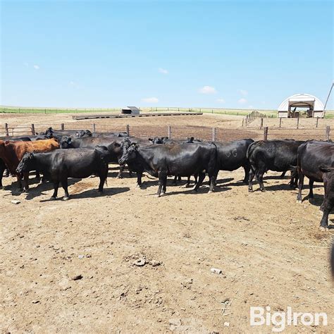 8) 7-10 YO Blk Fall Bred Cows (BID PER HEAD) BigIron Auctions