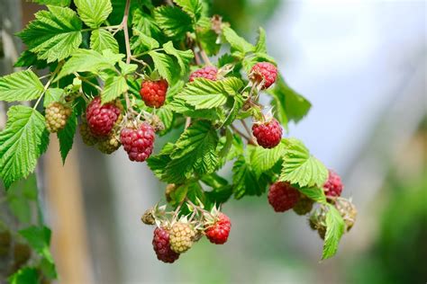 How to Trim Raspberry Bushes in Spring 的图像结果