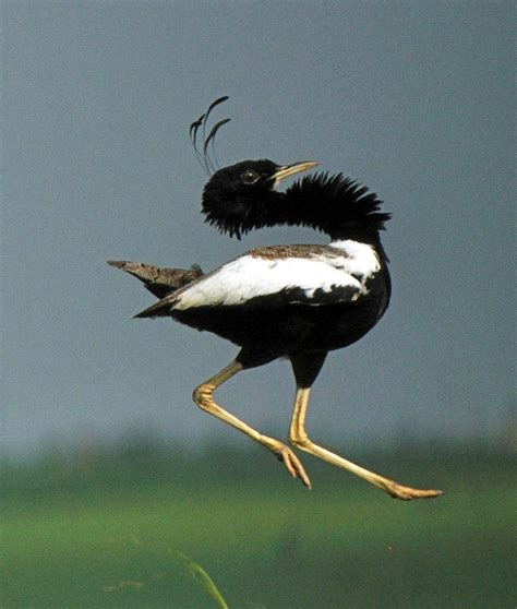 The Land Of The Lesser Florican | Nature inFocus