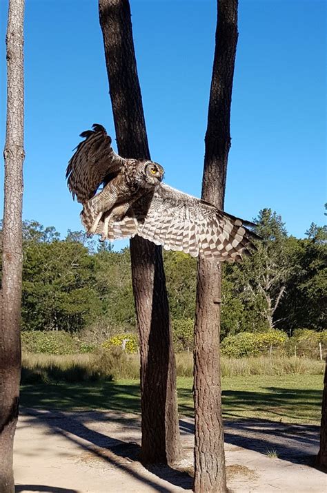 BELLE BALANCE BUSH HIDEOUT (Plettenberg Bay Game Reserve) - Guesthouse ...