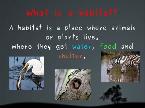 Image result for Habitat Example